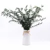 【 Everlasting Fine-leaf Eucalyptus Leaves 】120g eucalyptus, Nordic ins preserved flower, everlasting flower material, Yunnan dried flower Specification image